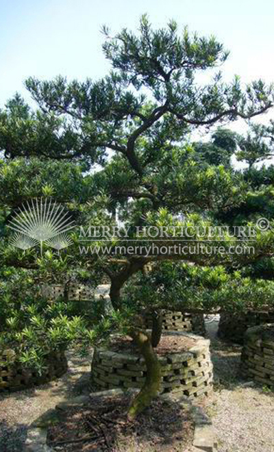 Podorcarpus Bonsai